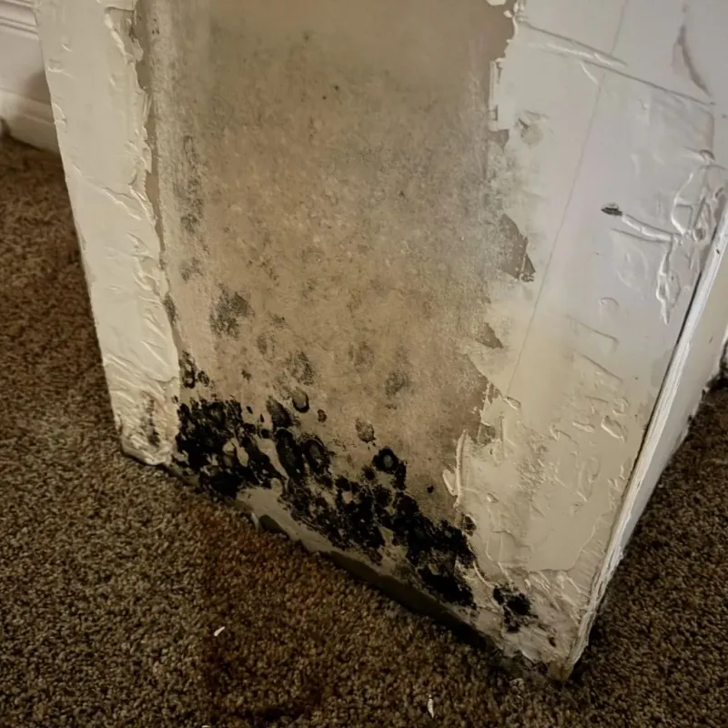 Professional Mold Removal in Hawthorne, CA